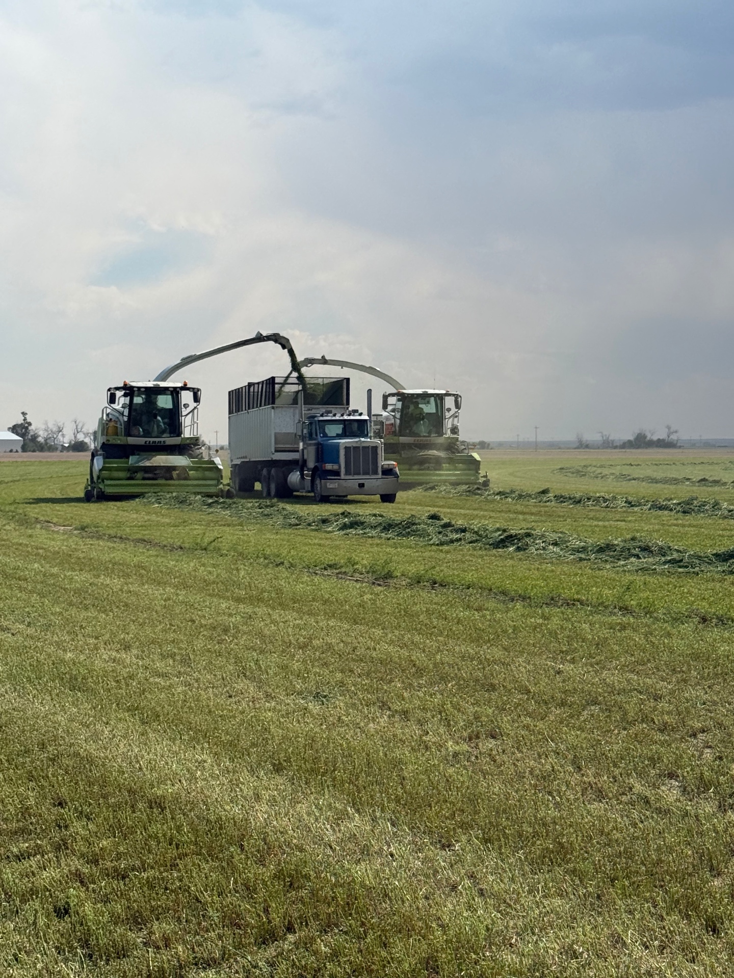 Claas harvesters cutting alfalfa with a truck in a Colorado field