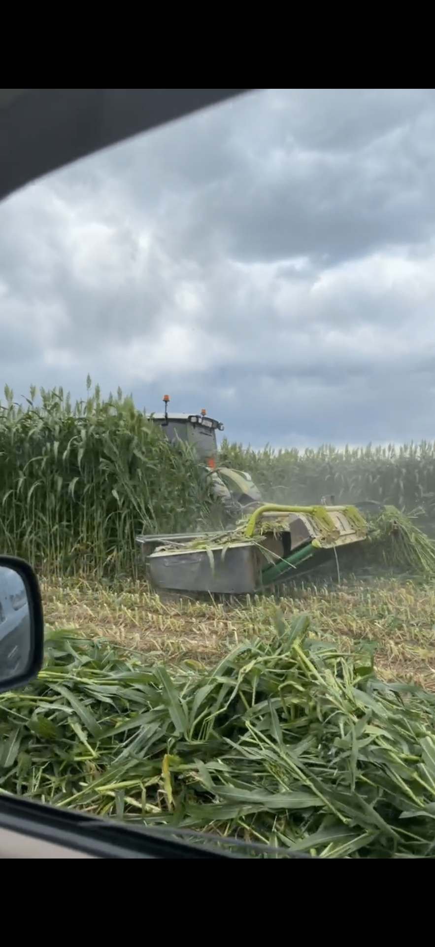 Harvester cutting forage wheat sorghum in a Colorado field